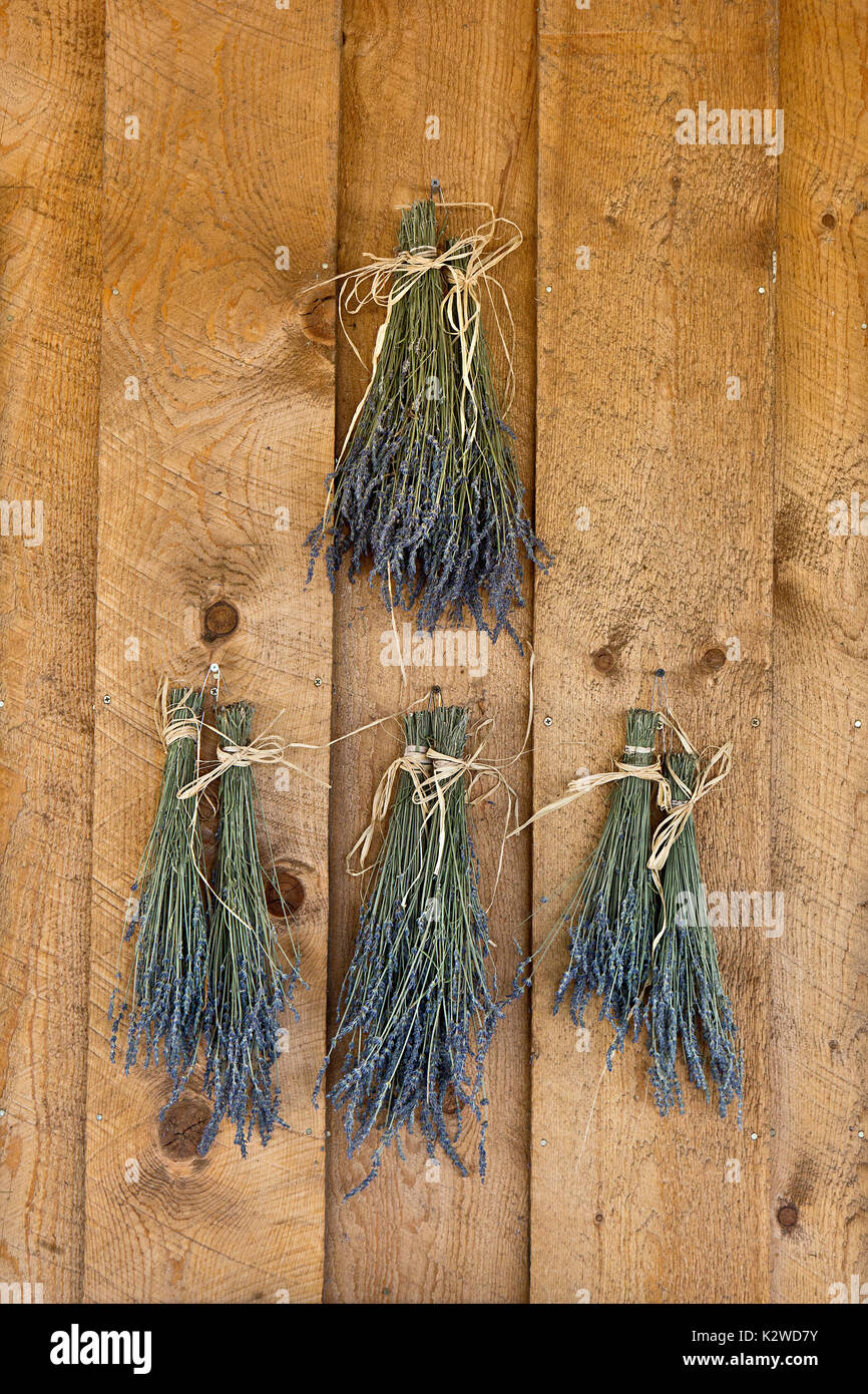 Hanging Lavender Stock Photo - Alamy