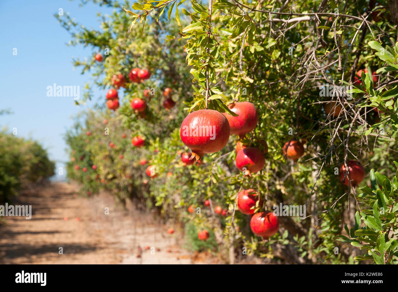 Pomegranate trees Stock Photo