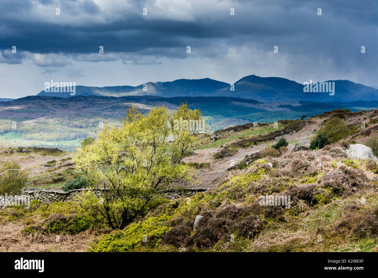 Iconic autumn view over Tarn Hows, Lake District National Park, Cumbria, England, UK Stock Photo