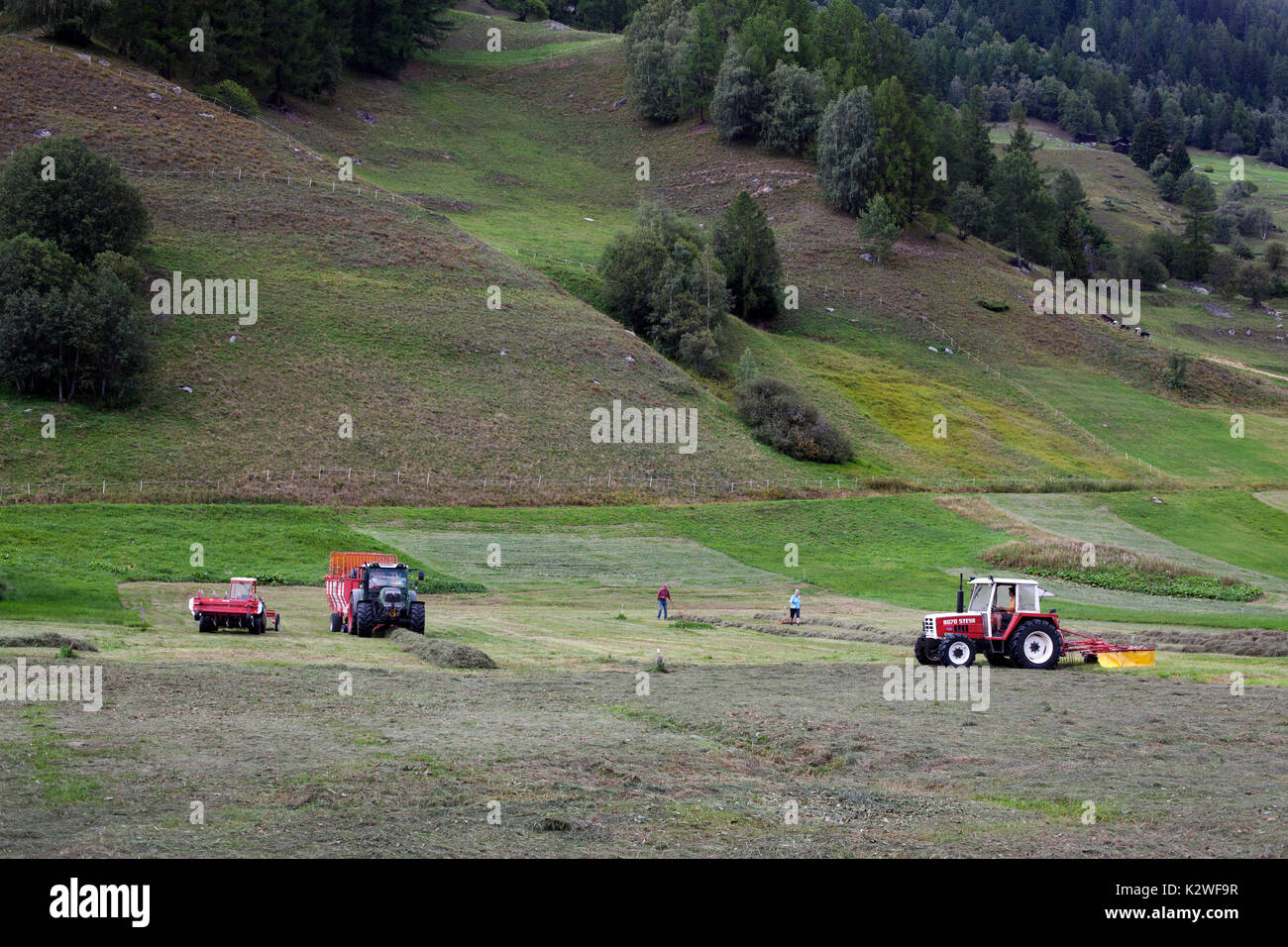 Making hay, Ulrichen, Switzerland. Stock Photo