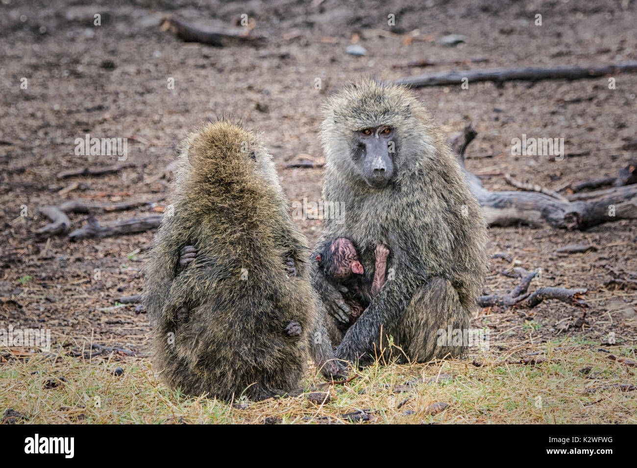 Two mother Olive Baboons, Papio anubis, holding tiny babies with each baby holding on with hands, Ol Pejeta Conservancy, Northern Kenya, East Africa Stock Photo