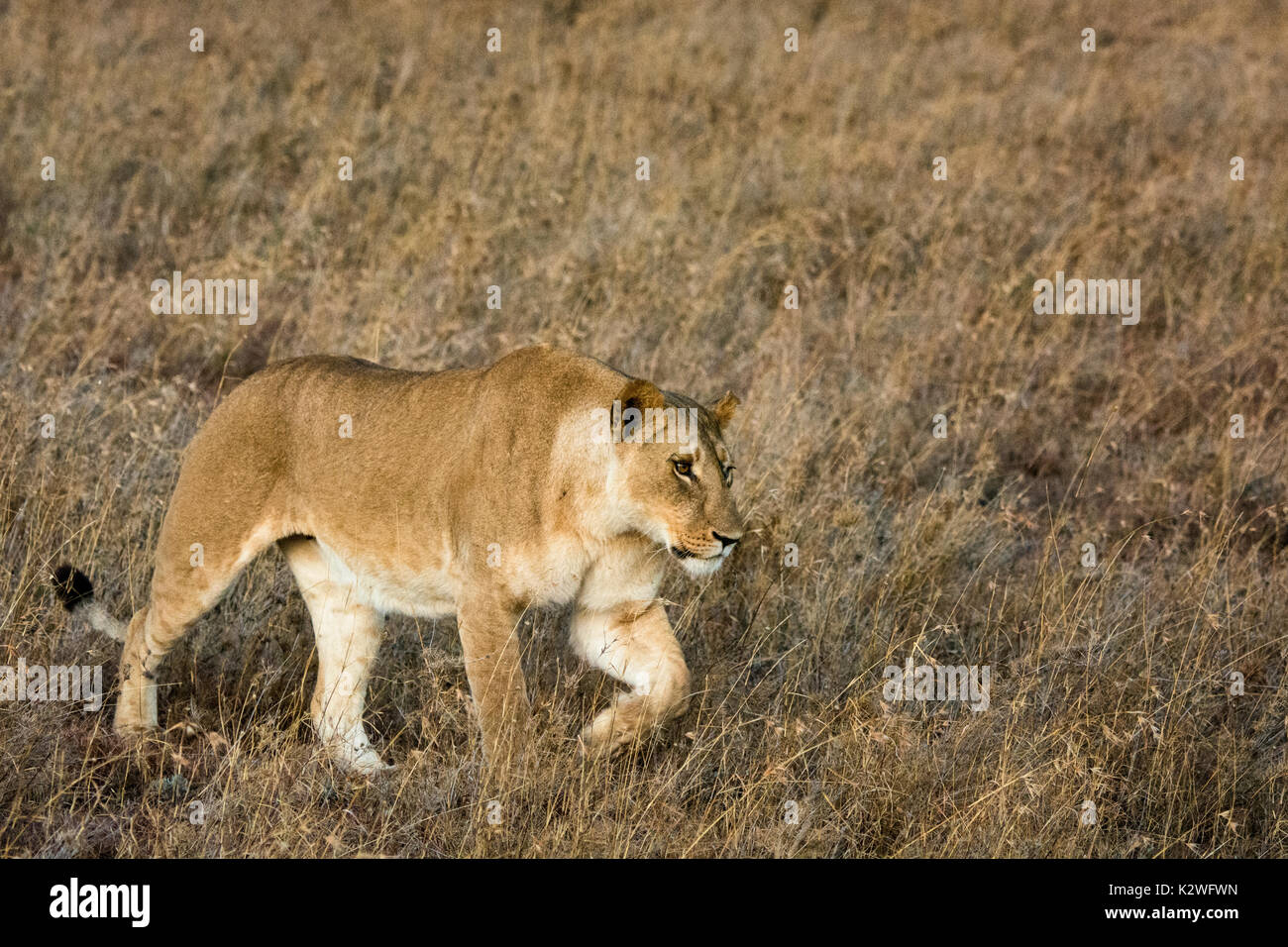 African Lioness, Panthera leo, stalking, hunting in dry grass in Ol Pejeta Conservancy, Northern Kenya, East Africa Stock Photo
