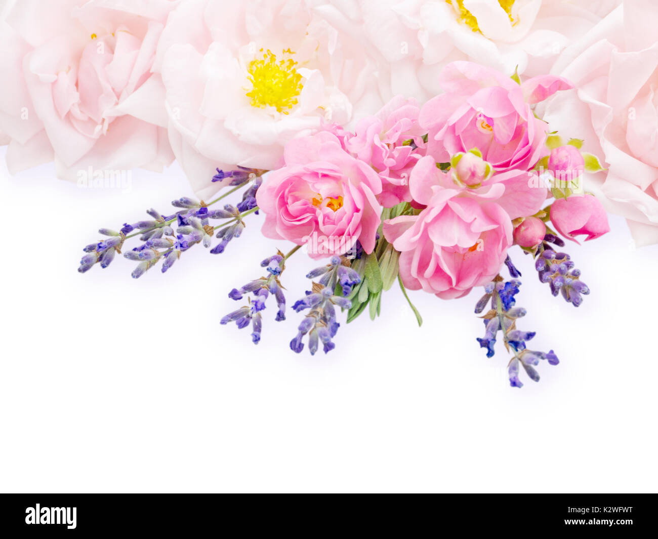 Pale pink roses and lavender bouquet on the white background Stock Photo
