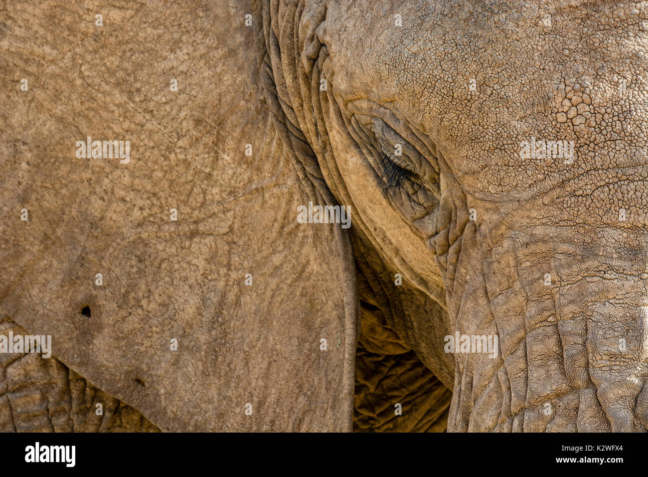Extreme close-up of a wild African Elephant, Loxodonta africana, showing the texture of the skin, Buffalo Springs National Reserve, Samburu, Kenya Stock Photo