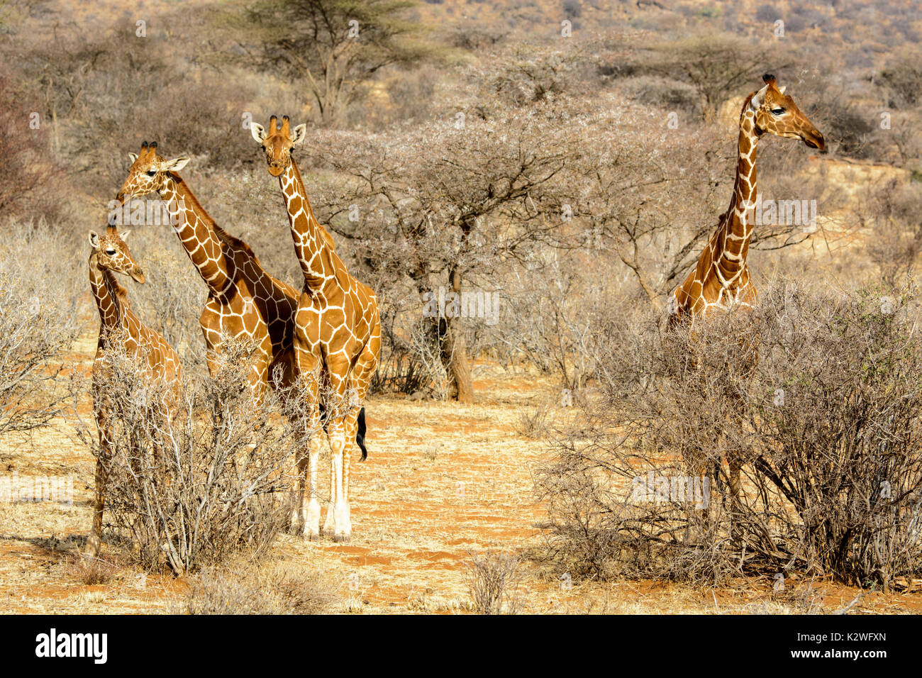 Four Reticulated Giraffes, Giraffa camelopardalis reticulata, adult and juvenile, looking at the camera, Buffalo Springs Game Reserve, Kenya, Africa Stock Photo