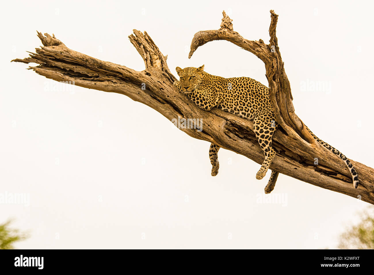 Solitary African Leopard, Panthera pardus, resting on a tree branch with legs dangling, in the Buffalo Springs National Reserve, Kenya, East Africa Stock Photo