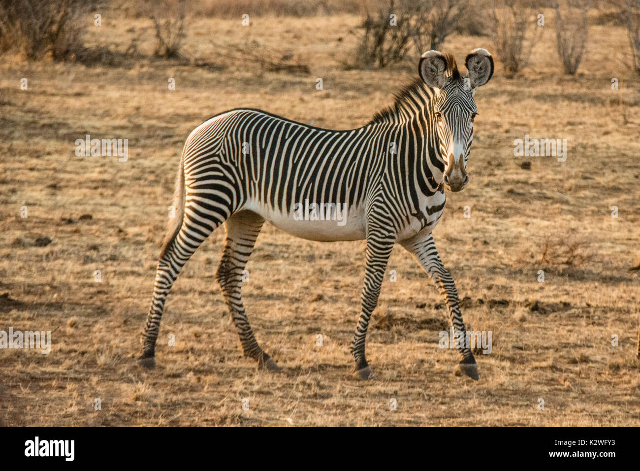 Side view of a solitary wild Grevy's Zebra, Equus grevyi, looking at camera, Buffalo Springs National Reserve, Isiolo County, Kenya, East Africa Stock Photo