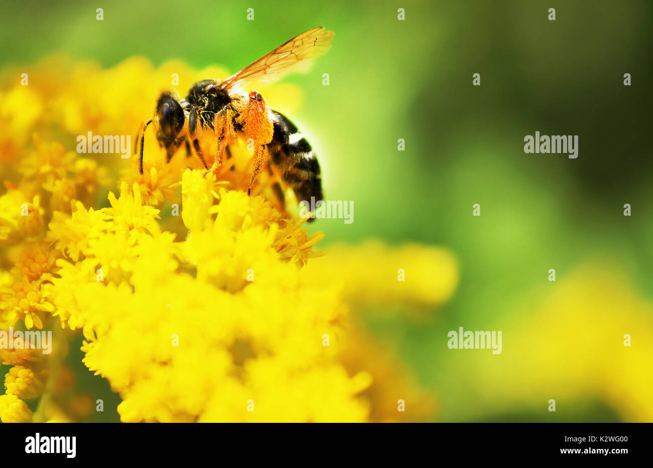 Bee on the yellow flower in the summer Stock Photo - Alamy