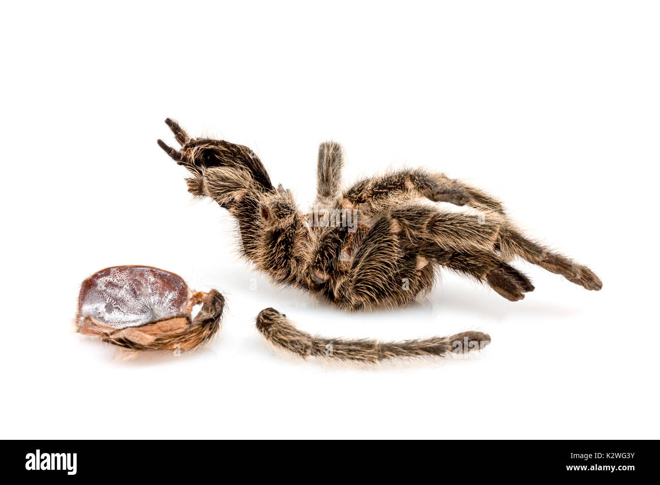 Deadly Poisonous Spider High Resolution Stock Photography and Images ...