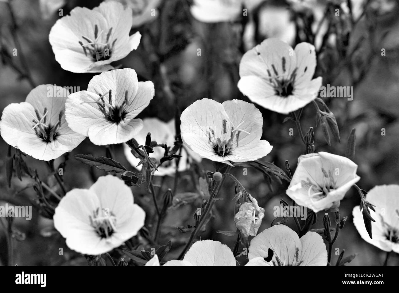 Black and white poppies hires stock photography and images Alamy