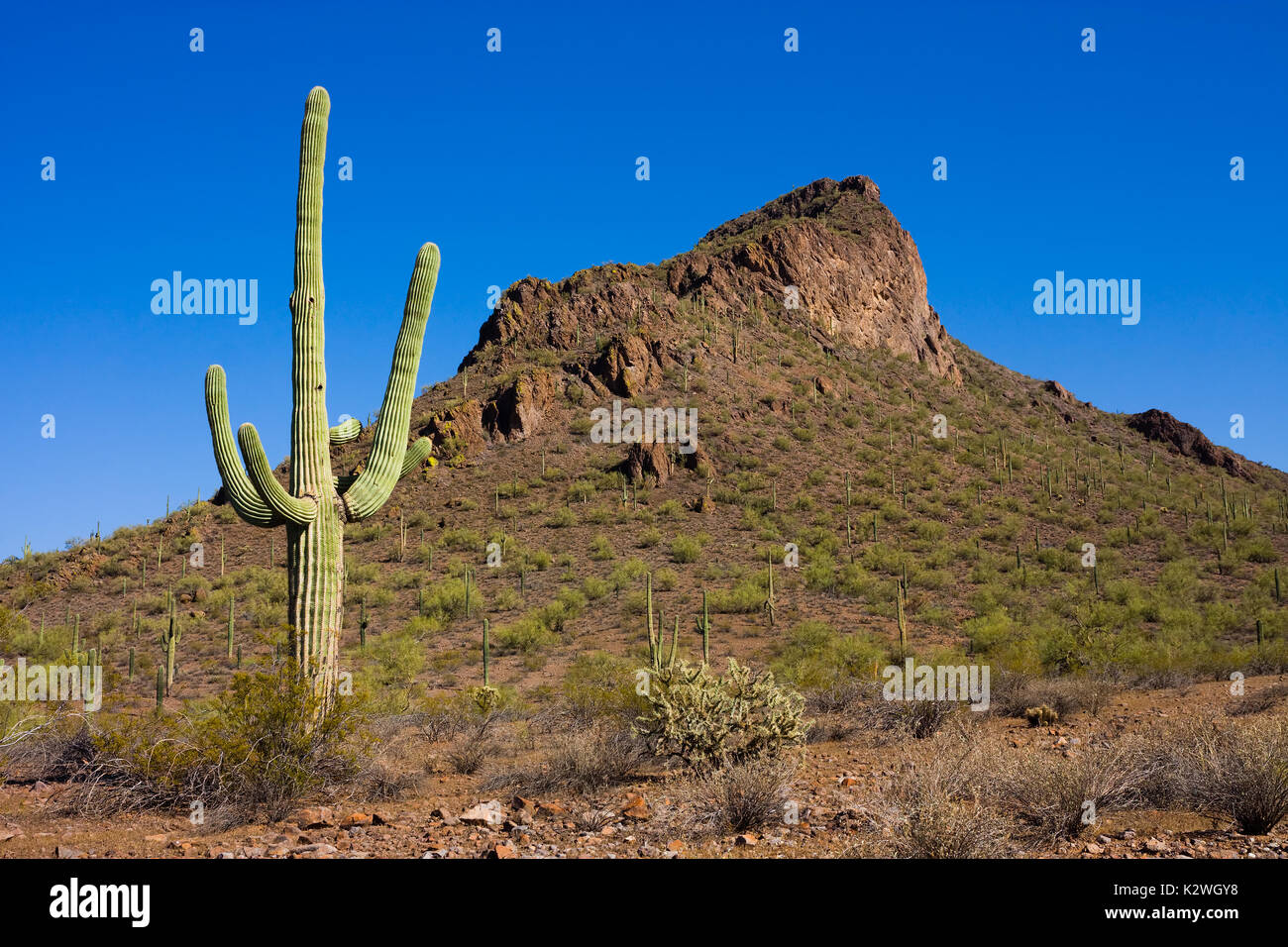 Cactus Jacks Tucson >> Desert Landscaping Stock Photos & Desert Landscaping Stock Images - Alamy Cactus Jacks Tucson >> Desert Landscaping Stock Photos & Desert Landscaping Stock Images - Alamy