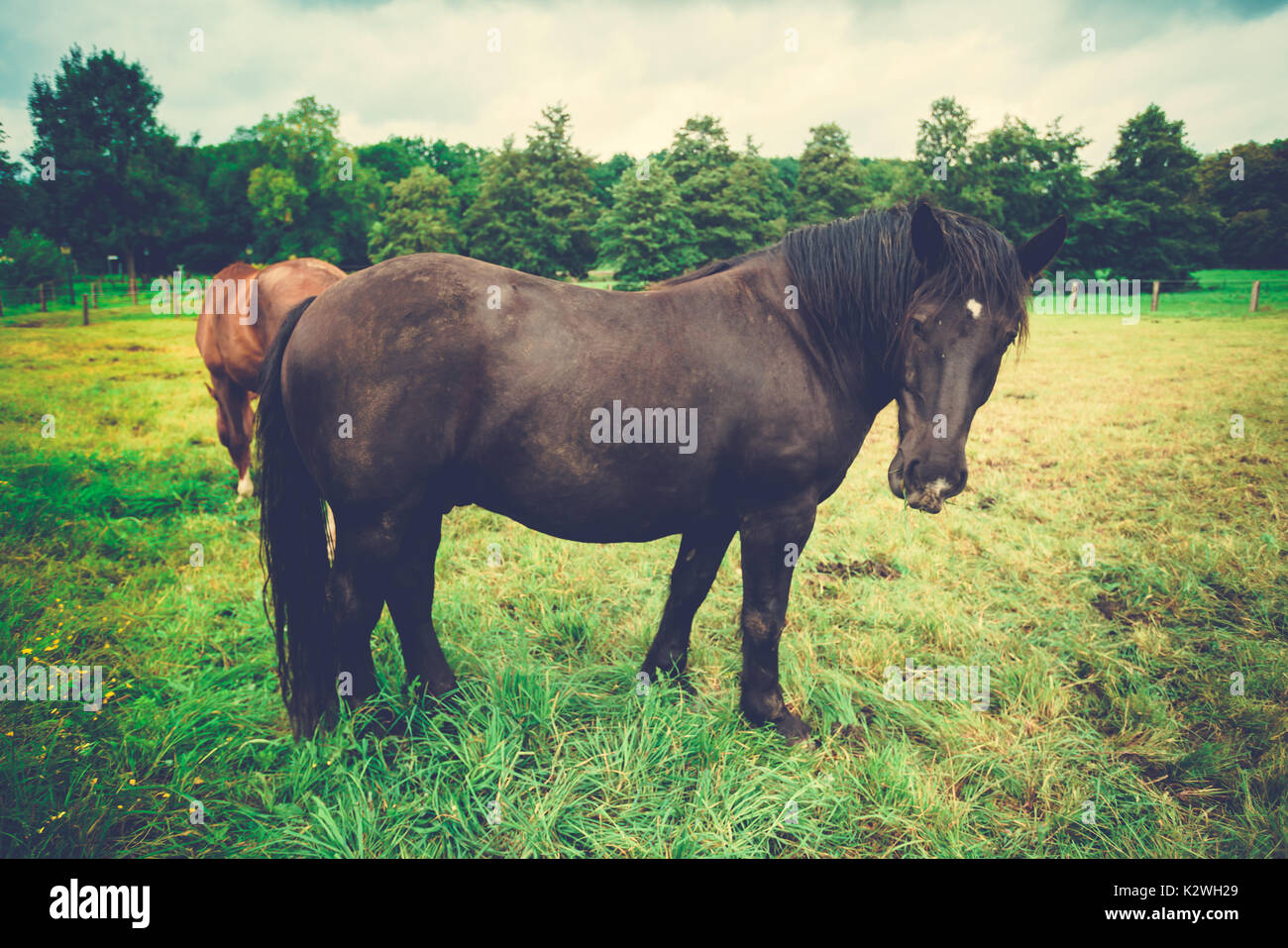 Big beautiful horse. big black horse Stock Photo Alamy
