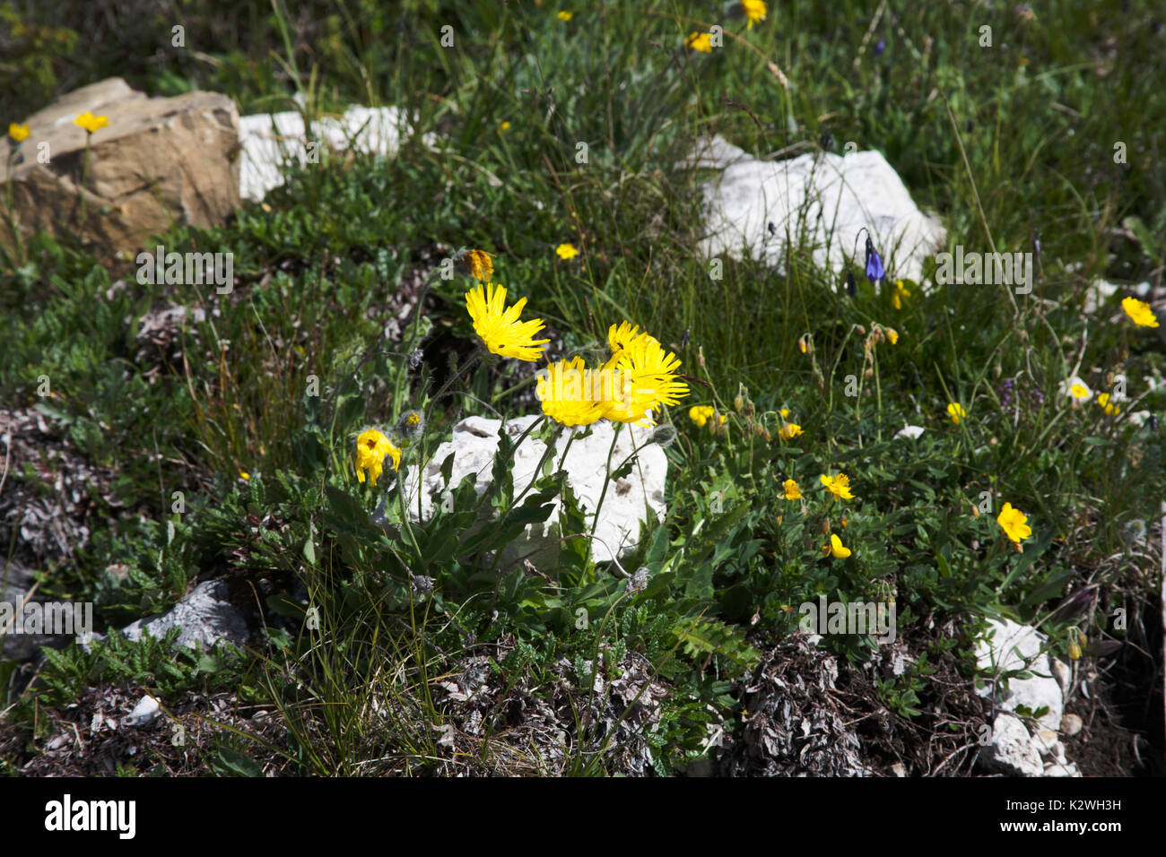 Hawkweed growing beside the path from Jimmey's Hutte to Juef de Cir above the Passo Gardena near  Selva Val Gardena Dolomites  Italy Stock Photo