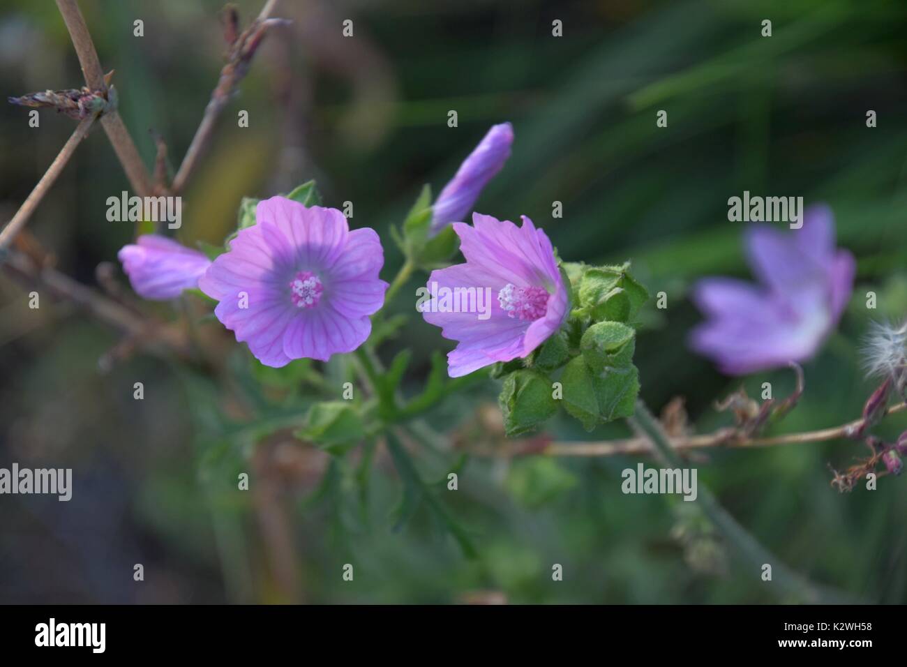 mauve Malva or Mallow, Malva sylvestris, Malwe, Stock Photo