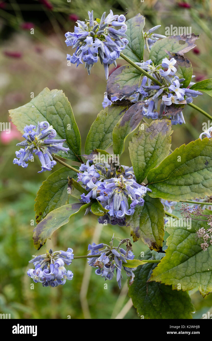 Clustered tubular blue flowers ofthe non-climbing perennial clematis, Clematis heracleifolia 'Cote d'Azur' Stock Photo