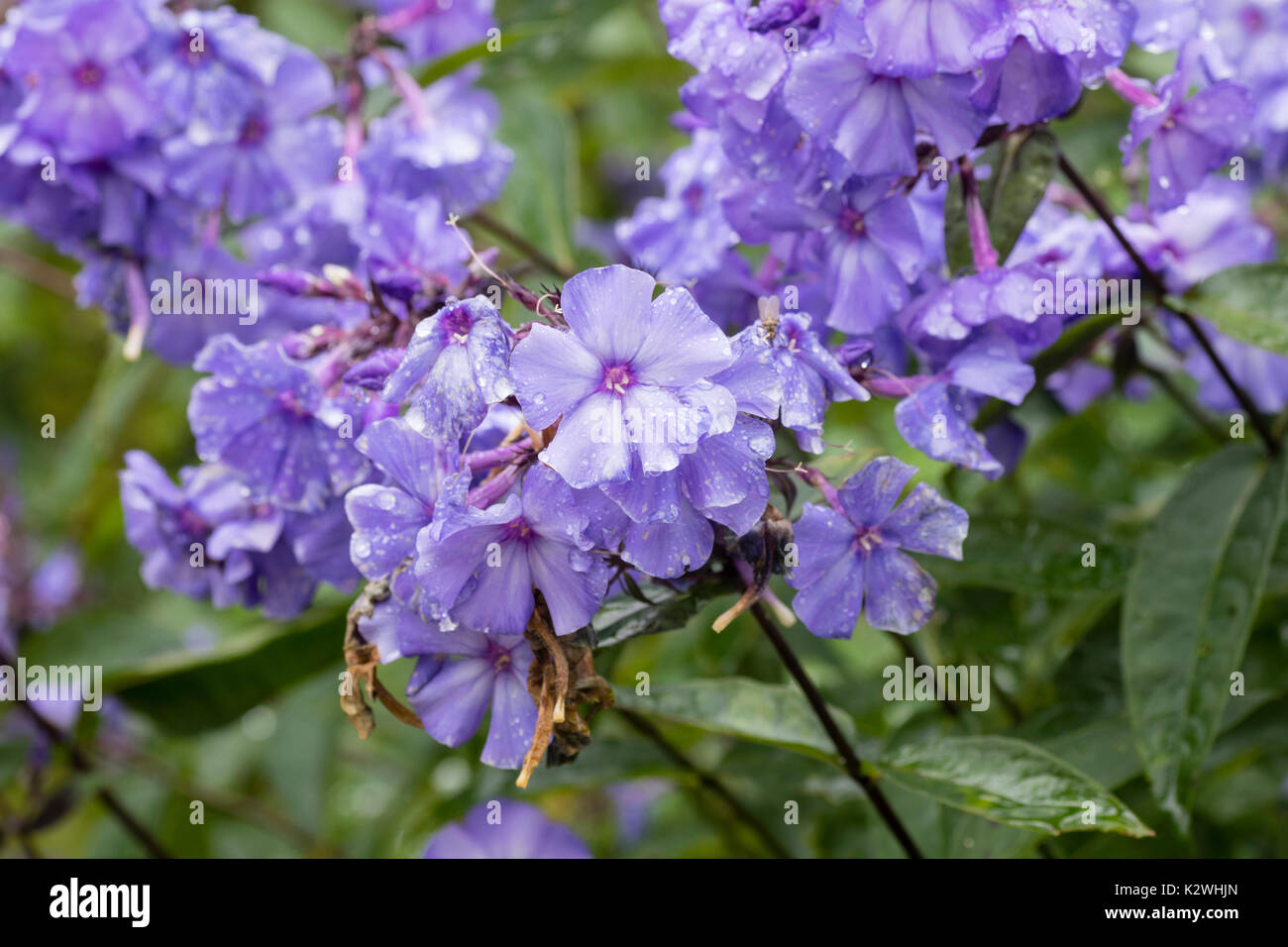Rain wet late summer flowers of the fragrant perennial, Phlox paniculata 'Blue Paradise' Stock Photo