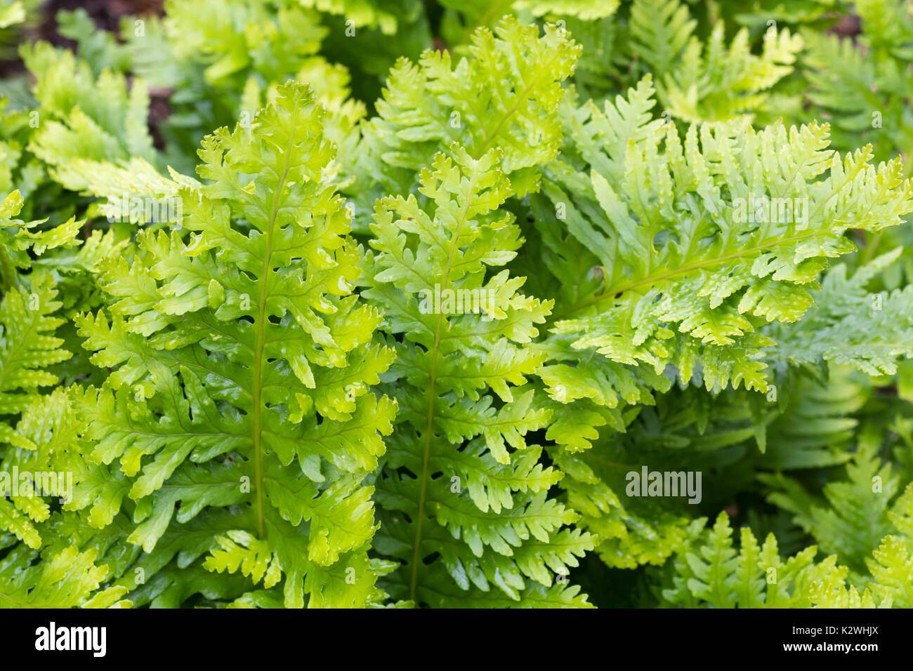 Intricately cut fronds of the variant of the Southern polypody fern, Polypodium cambricum (Pulcherrimum Group) 'Pulcherrimum No.2' Stock Photo