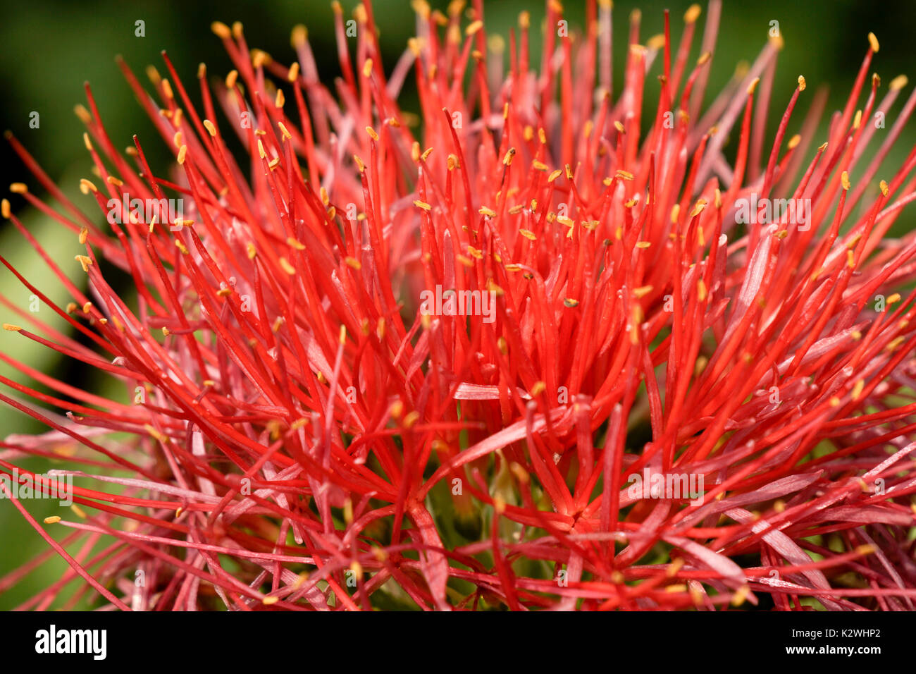 Closeup of a blood lily or fireball lily Stock Photo