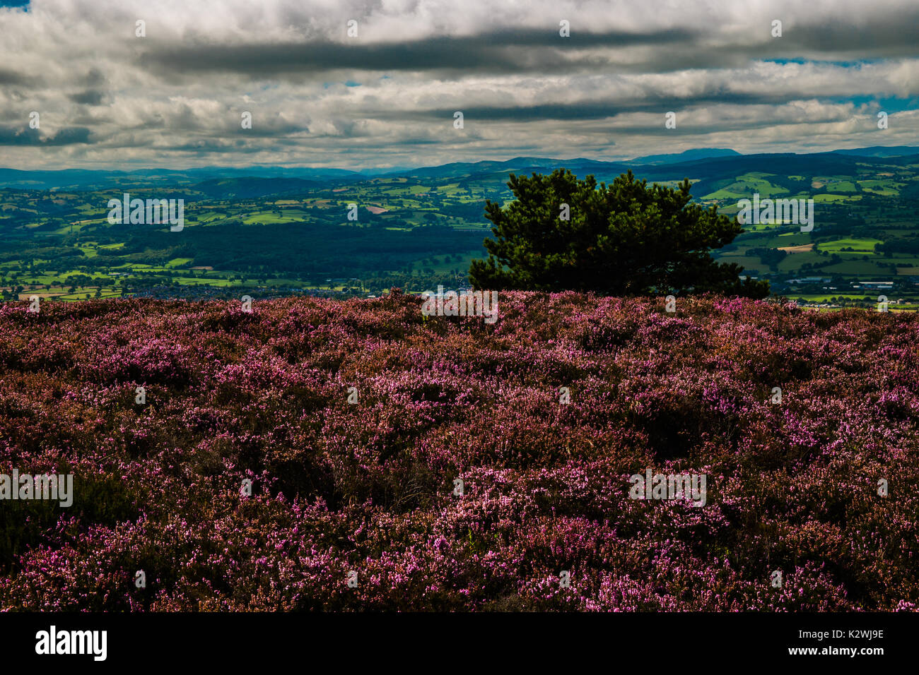 Pink Heather Hills, Moel Famau, Denbighshire. Stock Photo