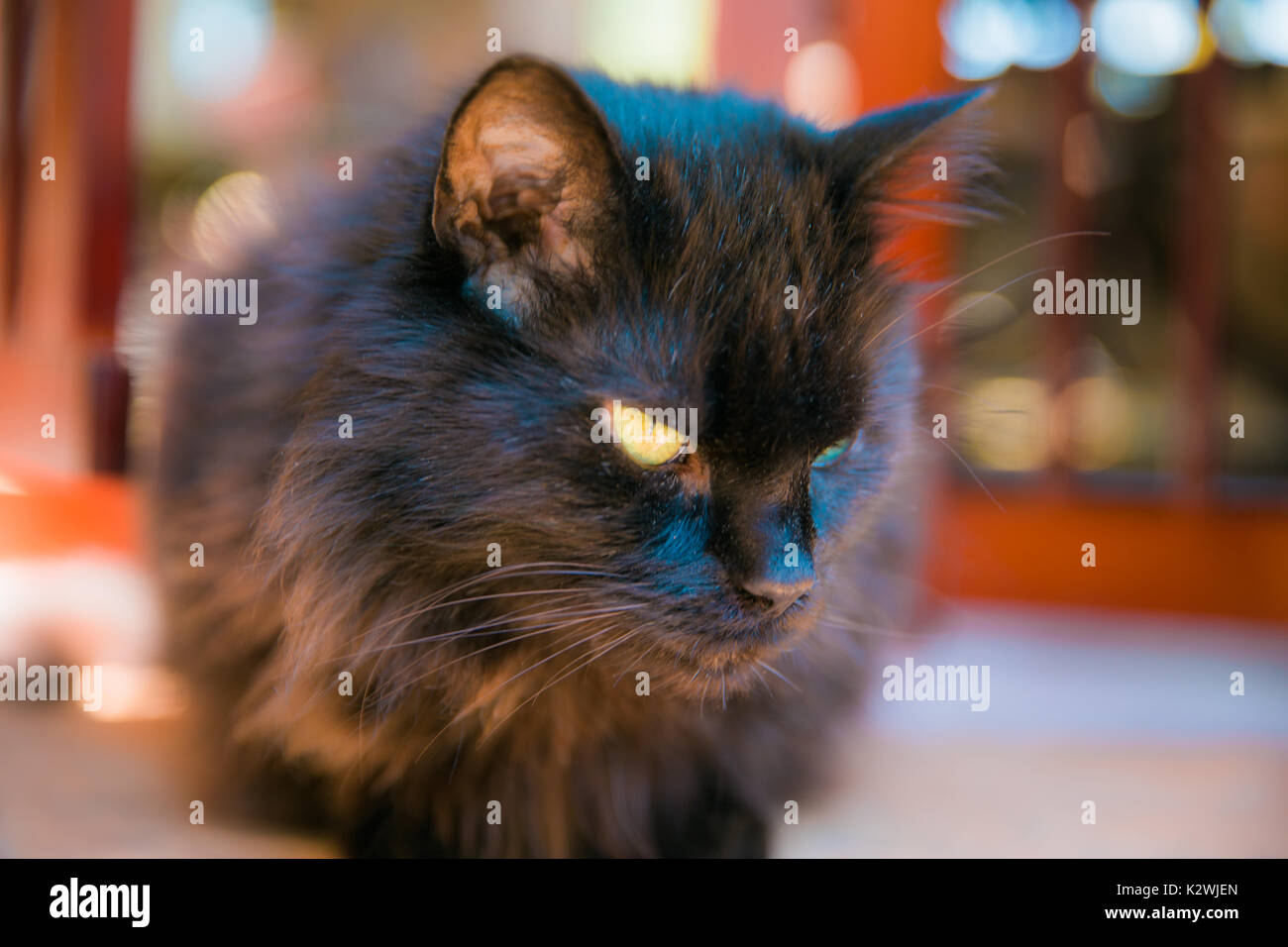 Black Cat Contemplation Stock Photo