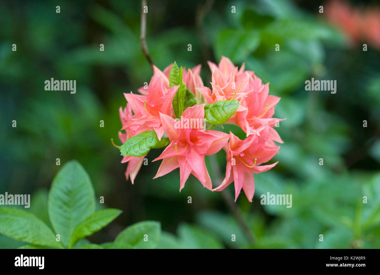 Rhododendron Norma flowers. Stock Photo