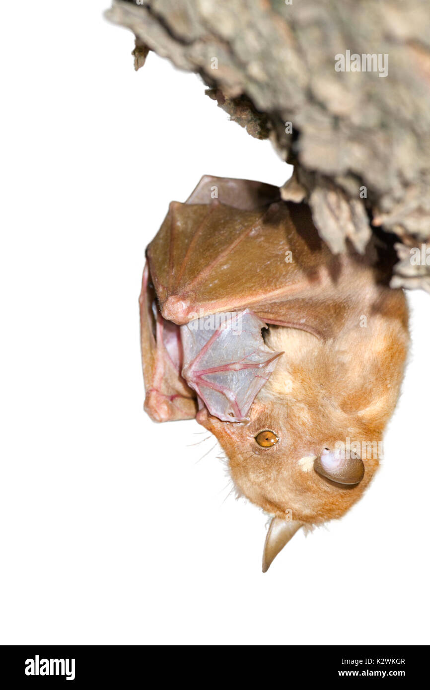 Female Peter's dwarf epauletted fruit bat (Micropteropus pussilus) with newborn pup hanging in a tree, isolated on white background. Stock Photo