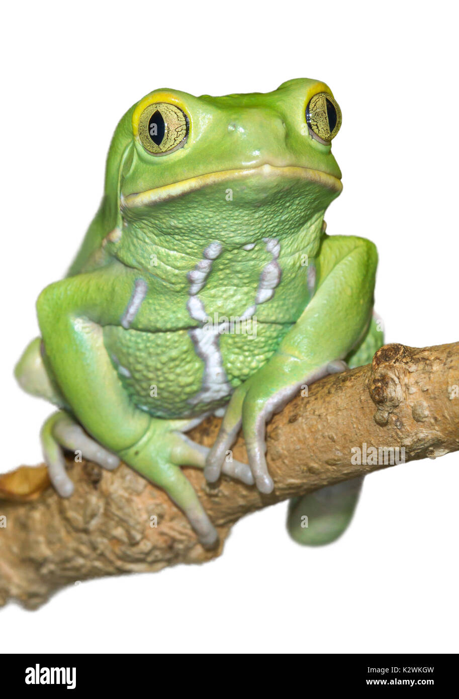 Waxy monkey frog (Phyllomedusa sauvagii), isolated on white background. Stock Photo