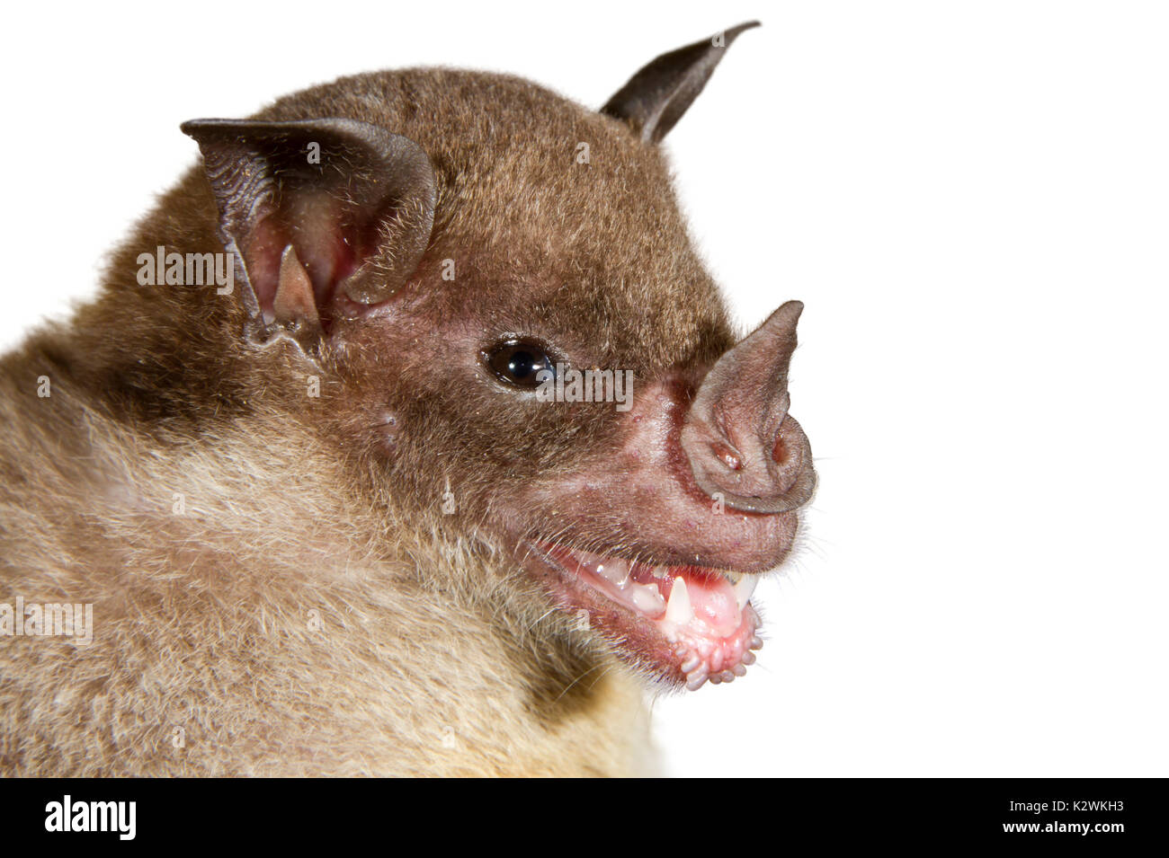 Pale spear-nosed bat (Phyllostomus discolor) portrait, isolated on white background. Stock Photo