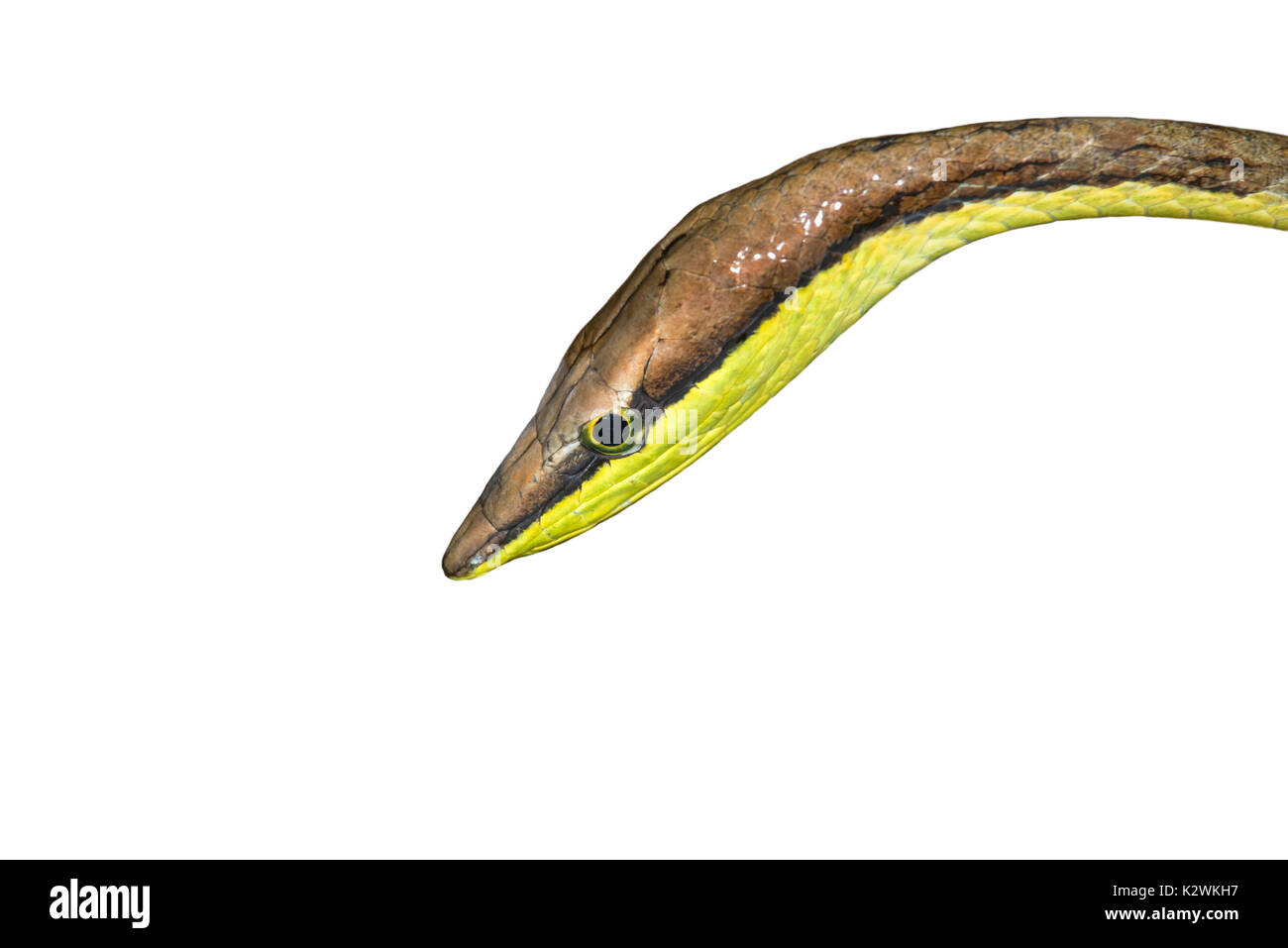 Mexican Vine Snake (Oxybelis aeneus) portrait, isolated on white background. Stock Photo