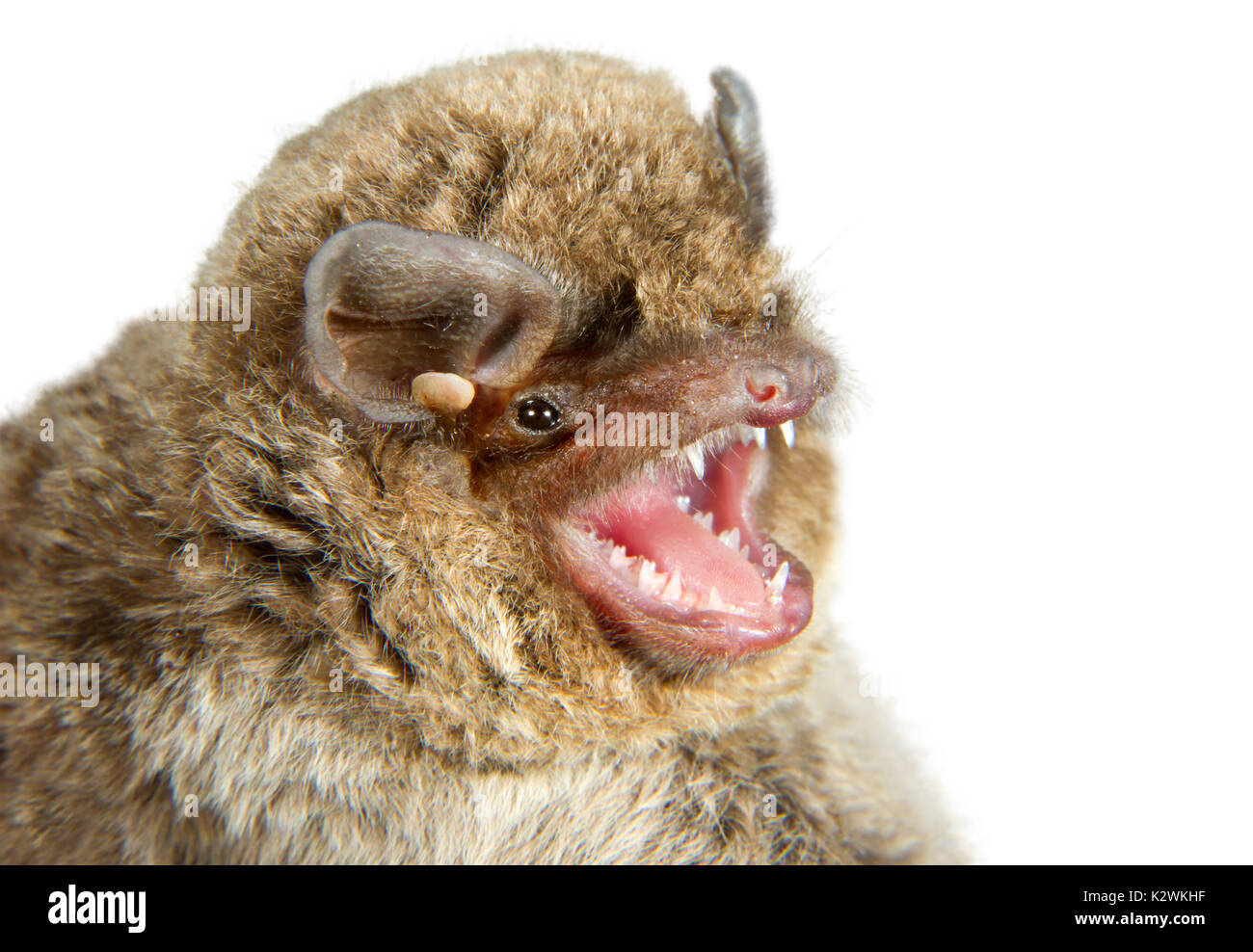 Schreiber's long-winged bat (Minioptyerus schreibersii) portrait, isolated on white background. Stock Photo