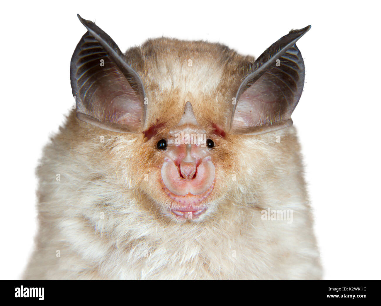 Mediterranean horseshoe bat (Rhinolophus euryale) portrait, isolated on