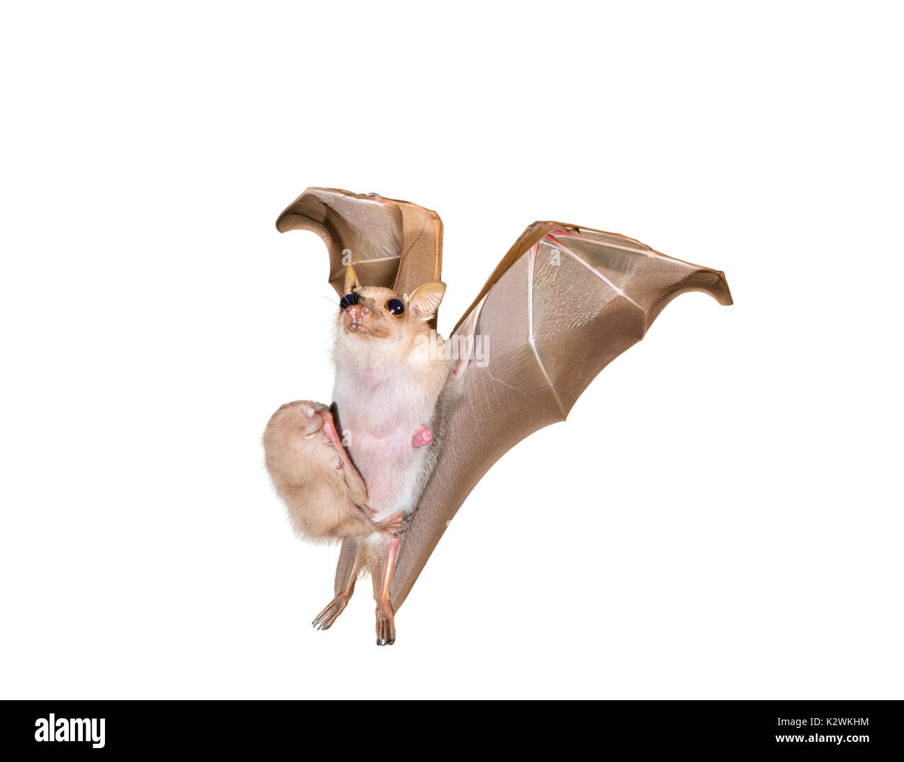 Peters' dwarf epauletted fruit bat (Micropteropus pusillus) flying with a pup clinging on its belly, isolated on white background. Stock Photo