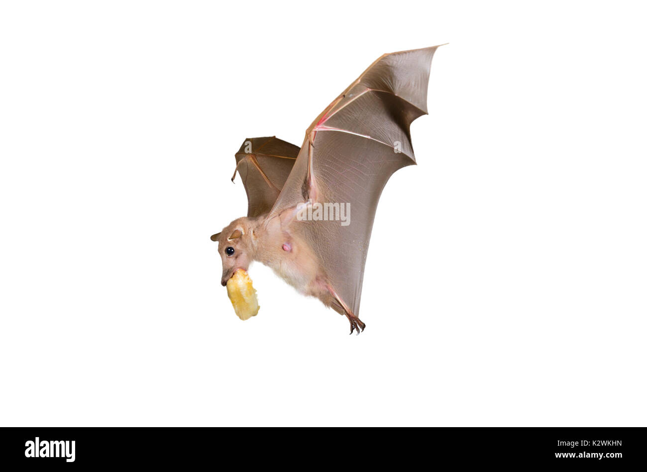 Gambian epauletted fruit bat (Epomophorus gambianus) flying with a fruit in the mouth, isolated on white background. Stock Photo