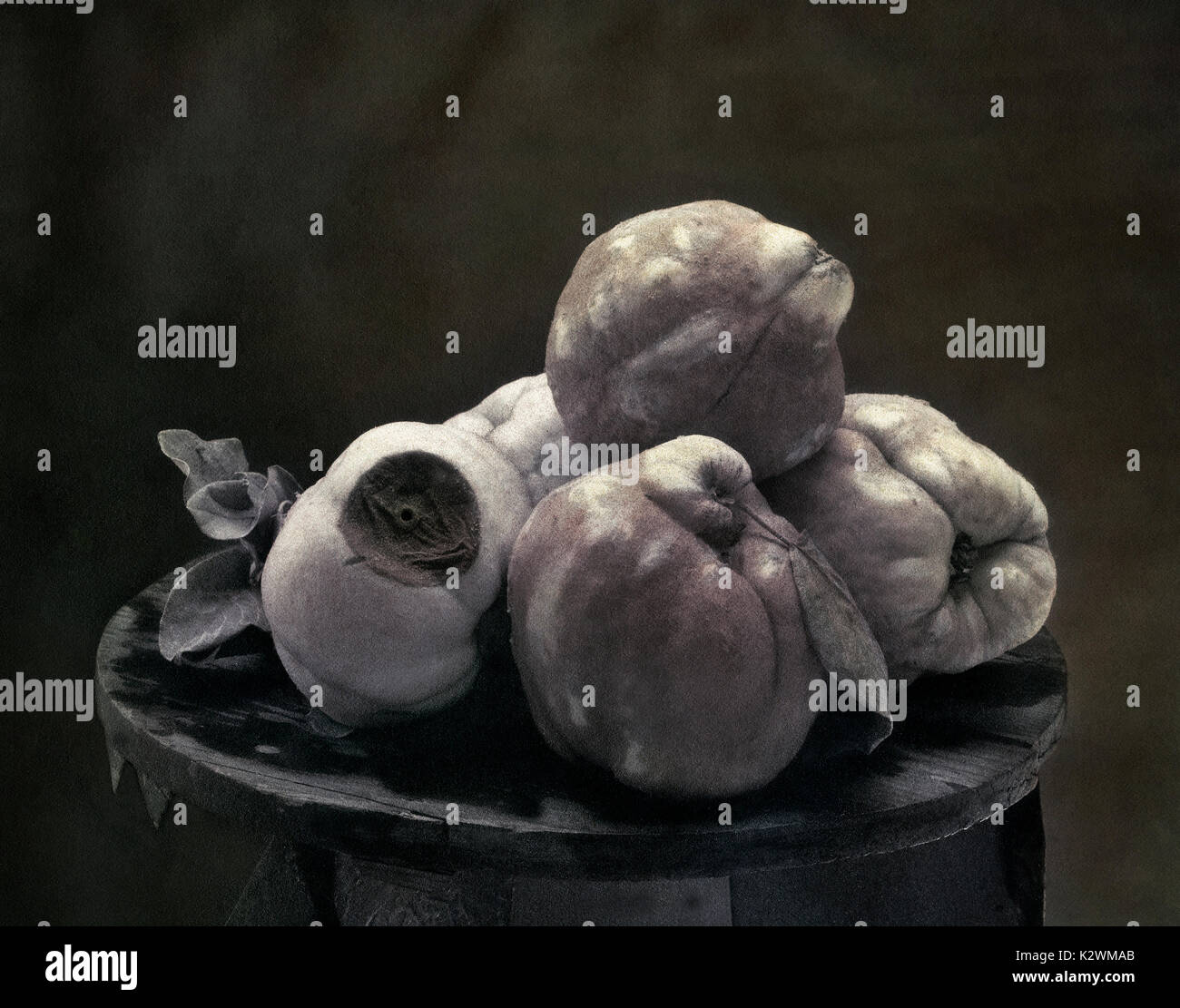 STILL LIFE PHOTO OF 5 QUINCES, ONE IS DYING. THE PHOTO REPRESENTS A FAMILY WHERE DEATH IS ALWAYS PRESENT, LIFE AND DEATH ANALOGY Stock Photo