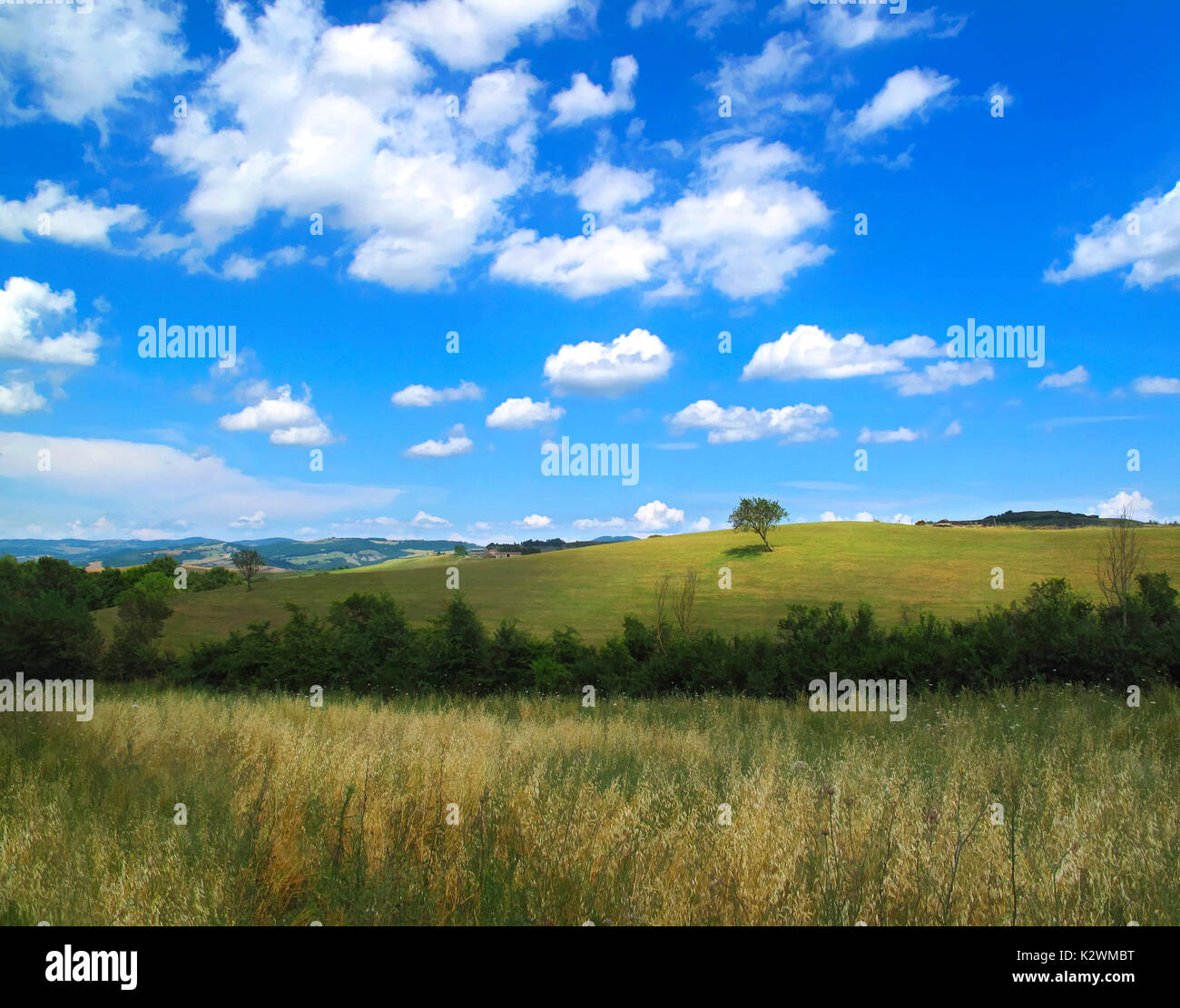 Beautiful Tuscan Landscape with One Tree amidst puffy white clouds on a hill top, The morning light sets this scene with rich saturated color Stock Photo