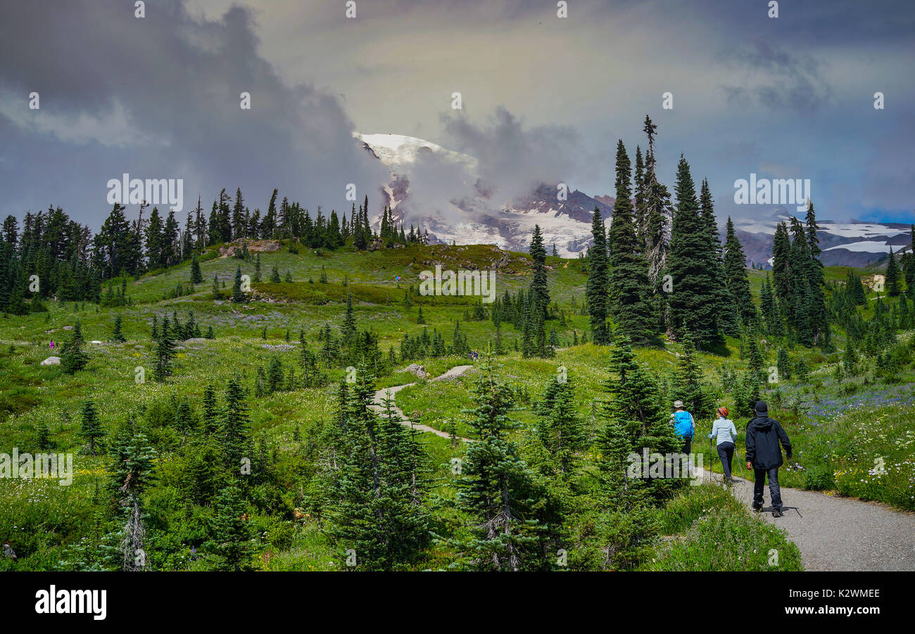 A group of hikers is hiking in the field at Deadhorse trail with Mount Rainier in the background, Washington. Stock Photo