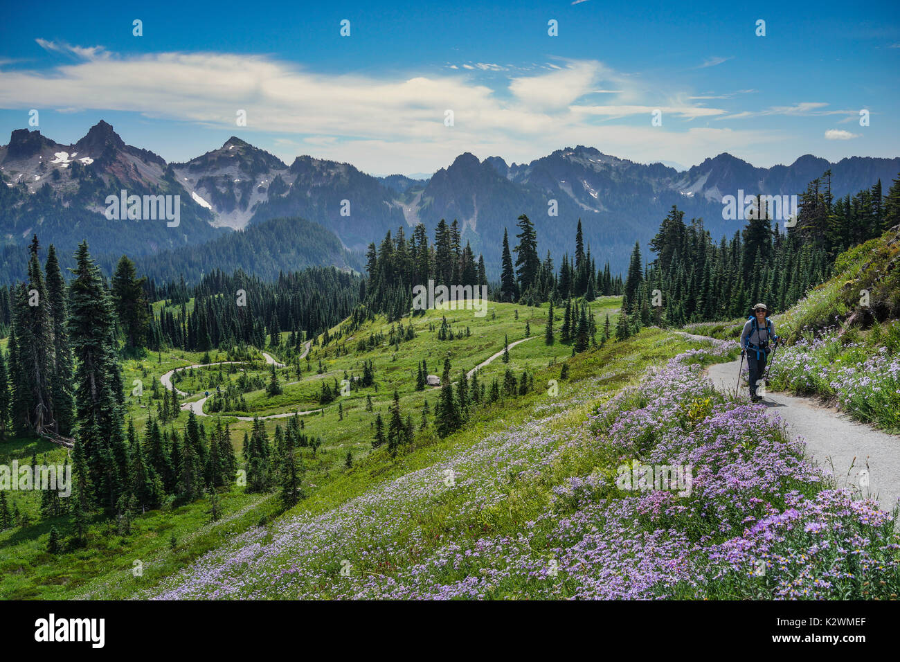 A hiker is hiking in the field at Deadhorse trail with Mount Rainier in the background, Washington. Stock Photo
