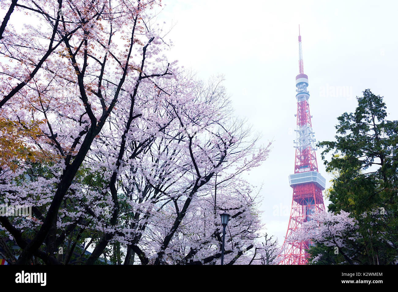 Sakura blossoms in Tokyo Stock Photo - Alamy