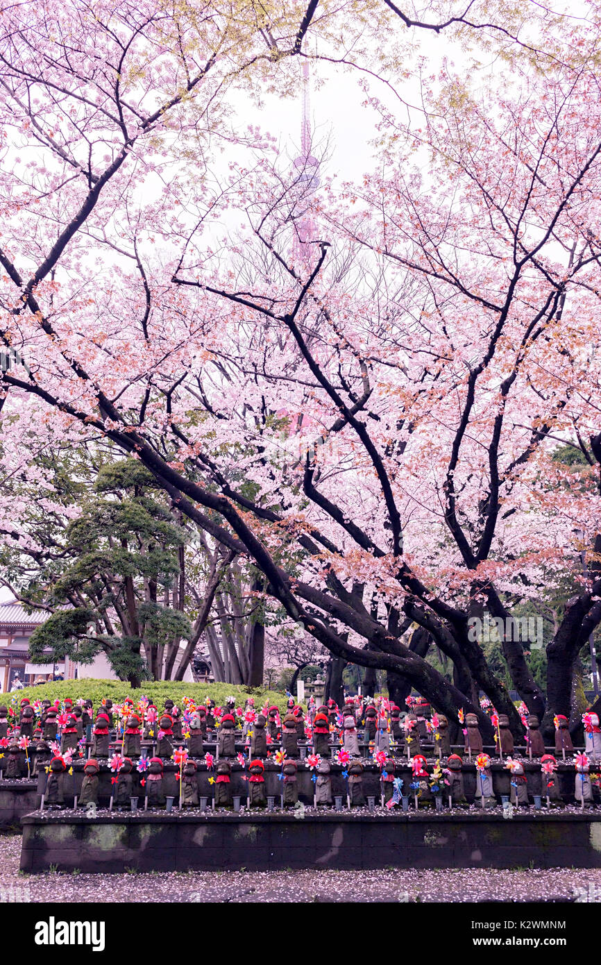 Sakura blossoms in Tokyo Stock Photo - Alamy