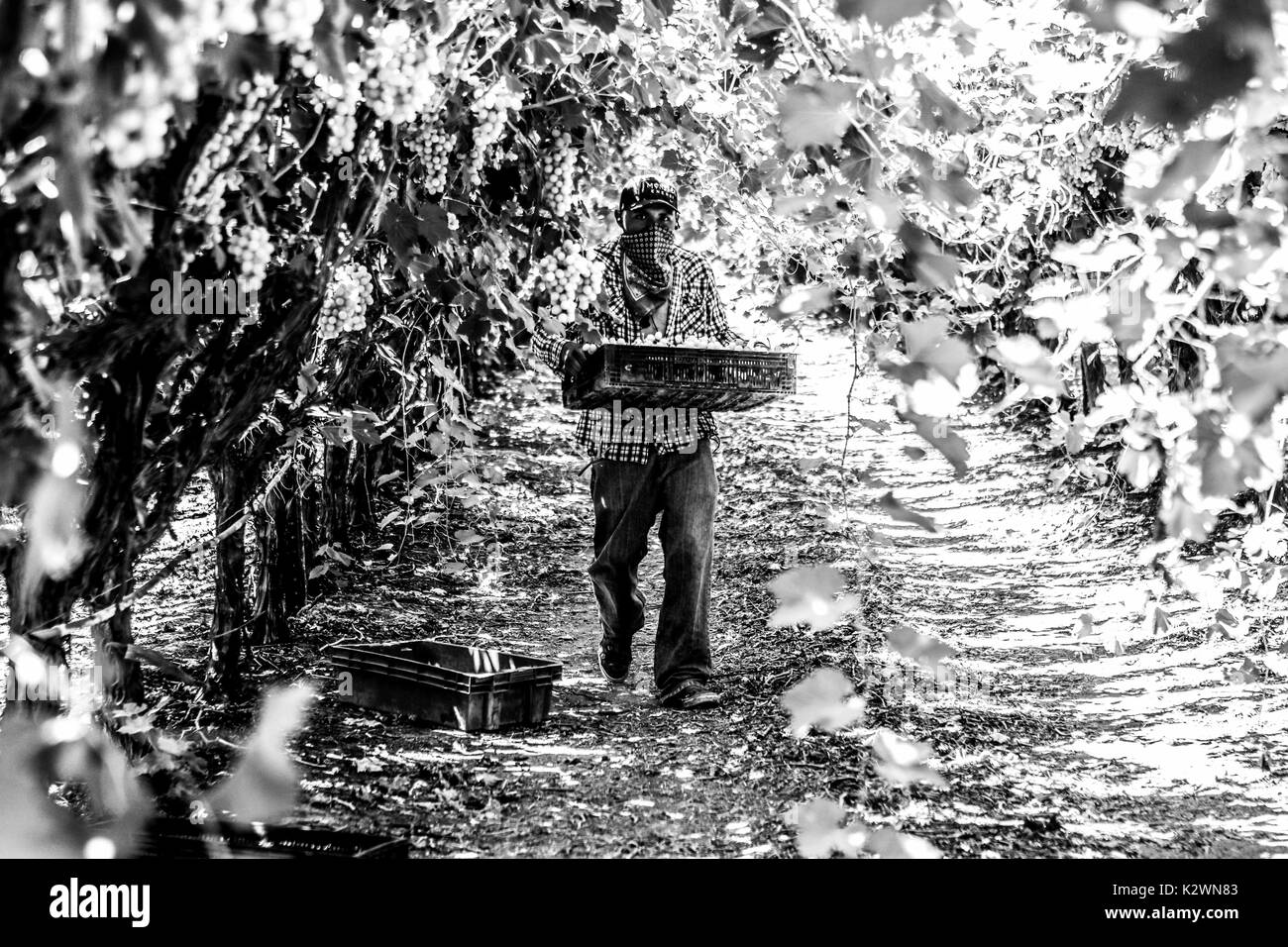 Report and portrait of the life and workers of the field. The  Jornaleros working in the vineyards of the coast of Hermosillo, Mexico. Stock Photo