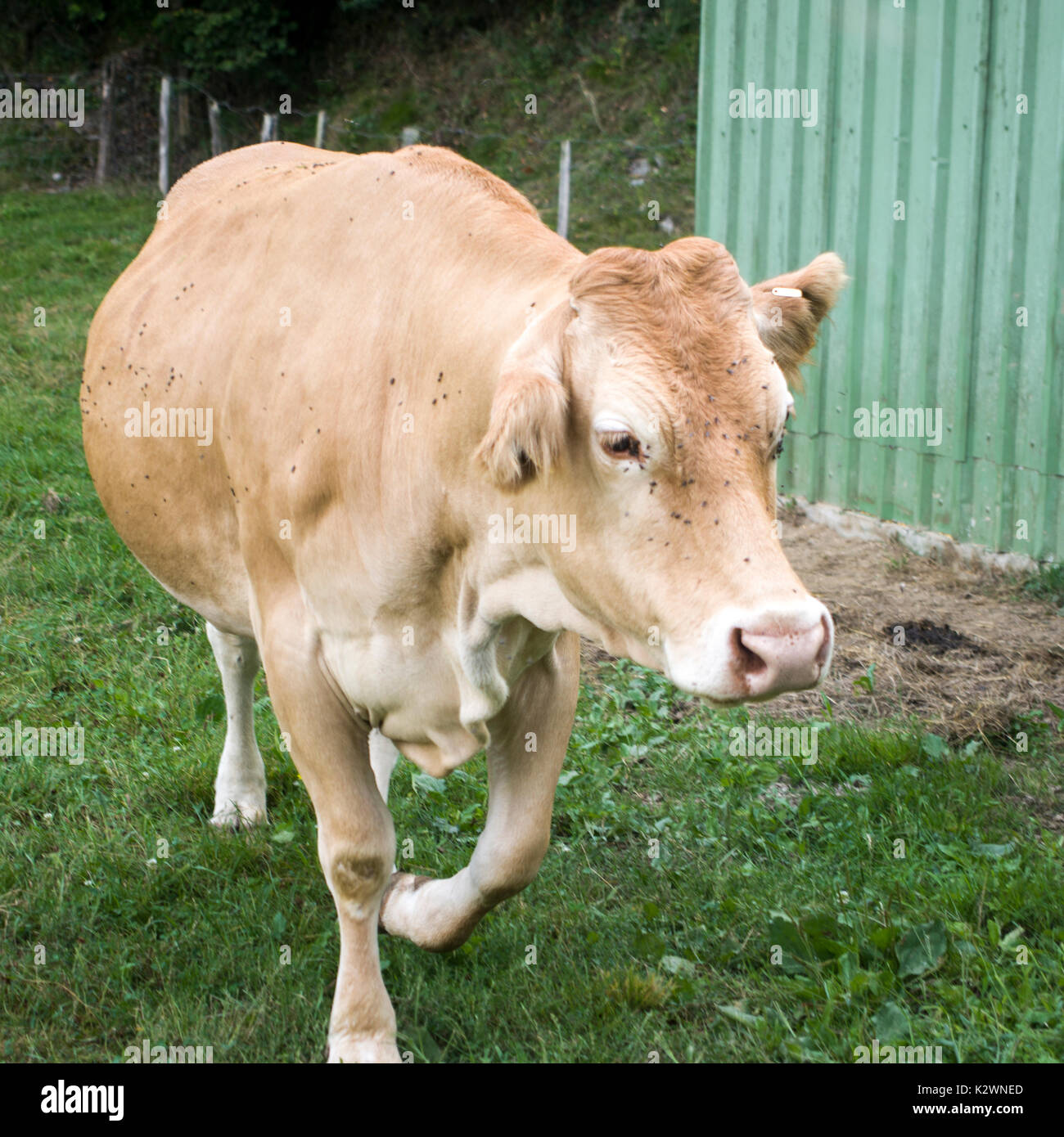Urrestilla hi-res stock photography and images - Alamy