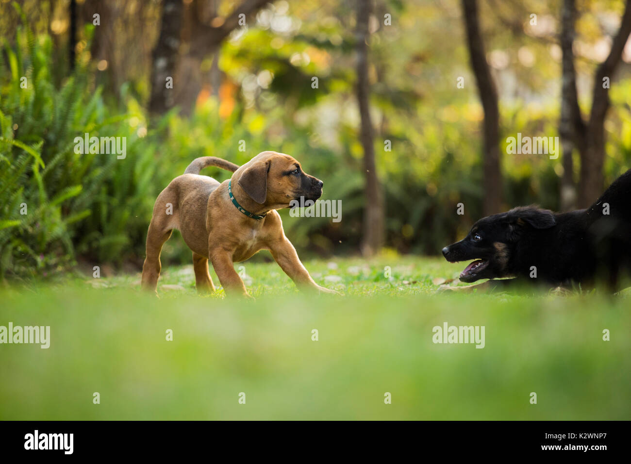 Boerboel Puppy and a German Shepherd x Labrador puppy playing ina backyard Stock Photo