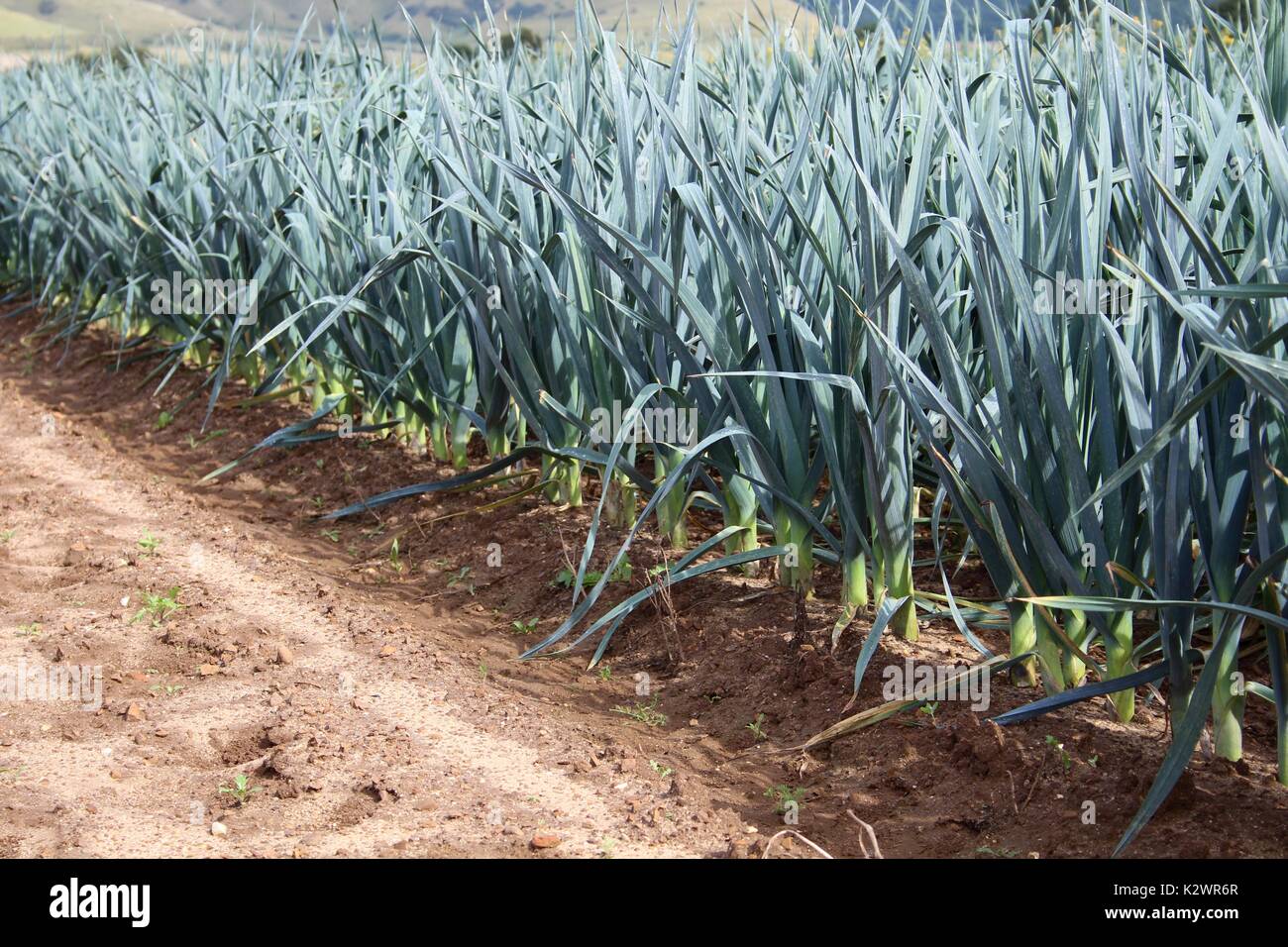 Leeks growing in market garden field Stock Photo Alamy