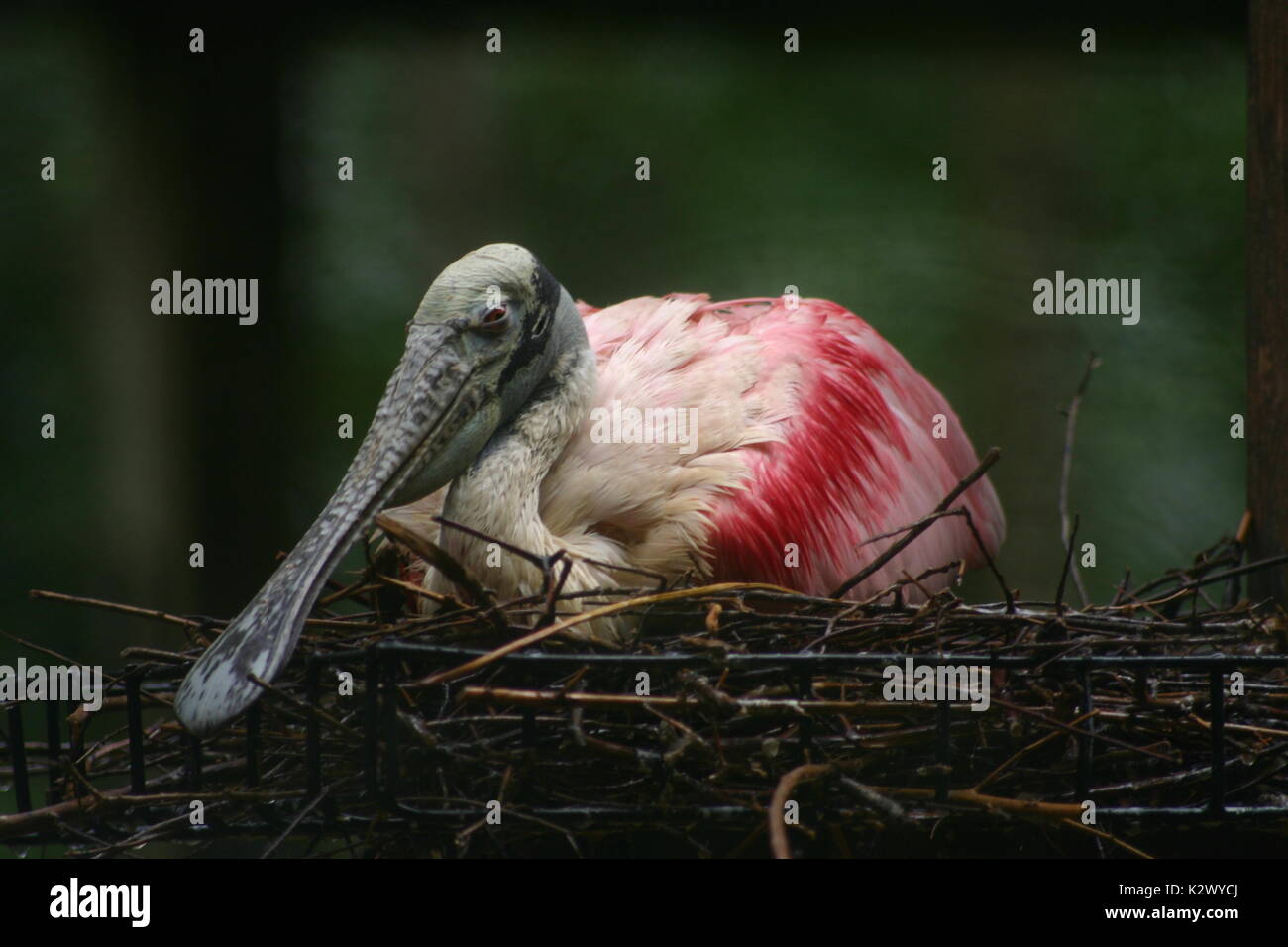 Roseate Spoonbill resting in a nest at Homosassa Springs State Wildlife park Stock Photo