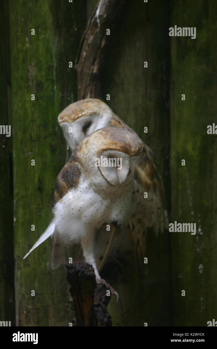 The Barn owl is the most widely distributed of all the owls and is found nearly worldwide. This couple seem to be a mated pair and cuddle together. Stock Photo