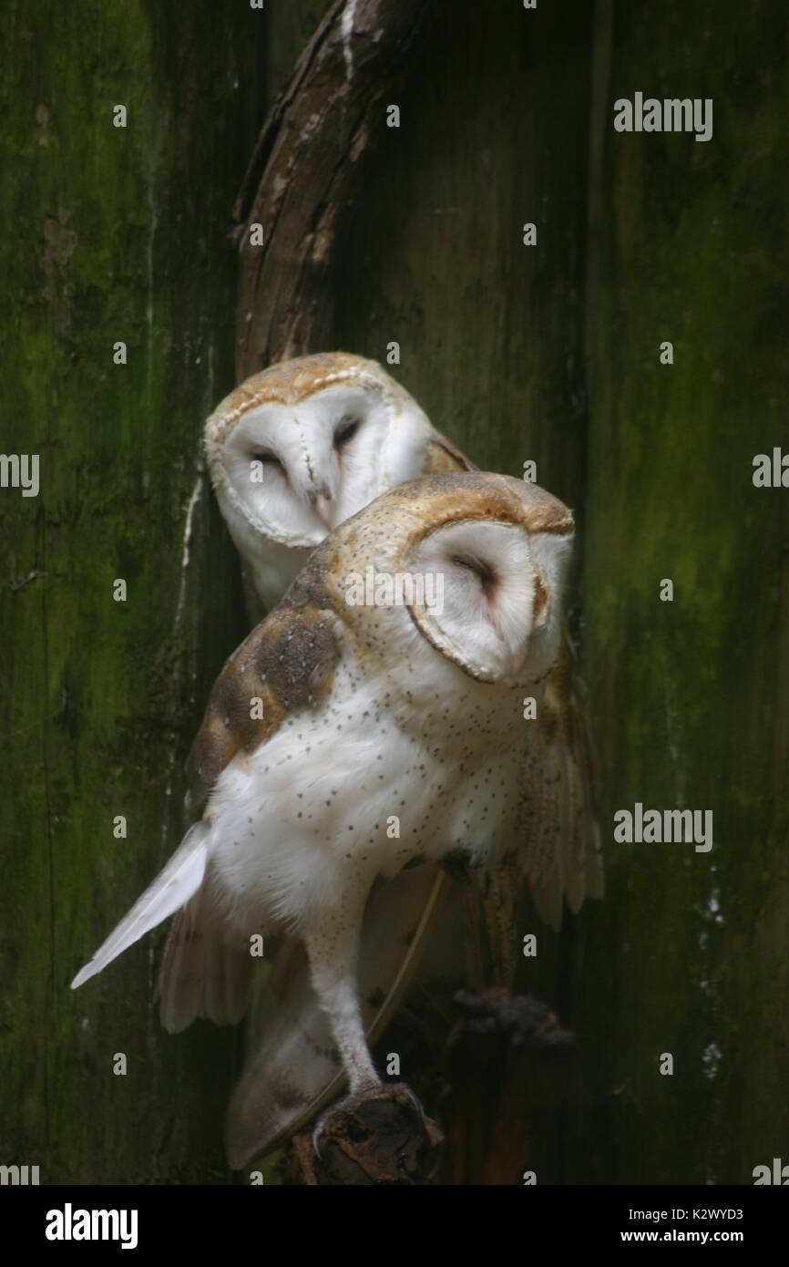 Adorable pair of mated Barn owls cuddling together on the same perch Stock Photo