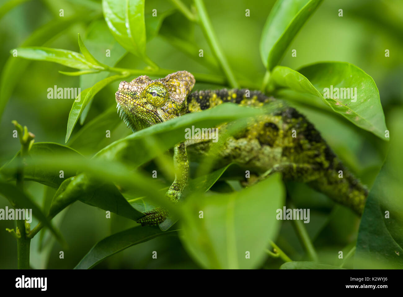 Von Hohnels Chameleon (Chamaeleo hoehnelii) on bush, Kenya Stock Photo