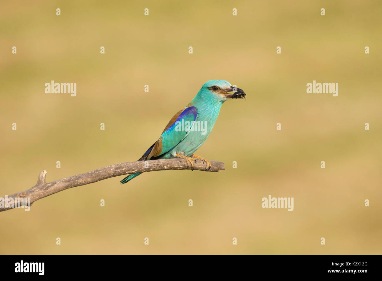 European Roller (Coracias garrulus), adult, perched on branch with insect prey, Vojvodina, Serbia, June Stock Photo