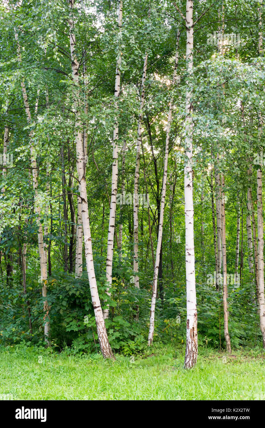 birch grove in the summer park. background, nature Stock Photo - Alamy