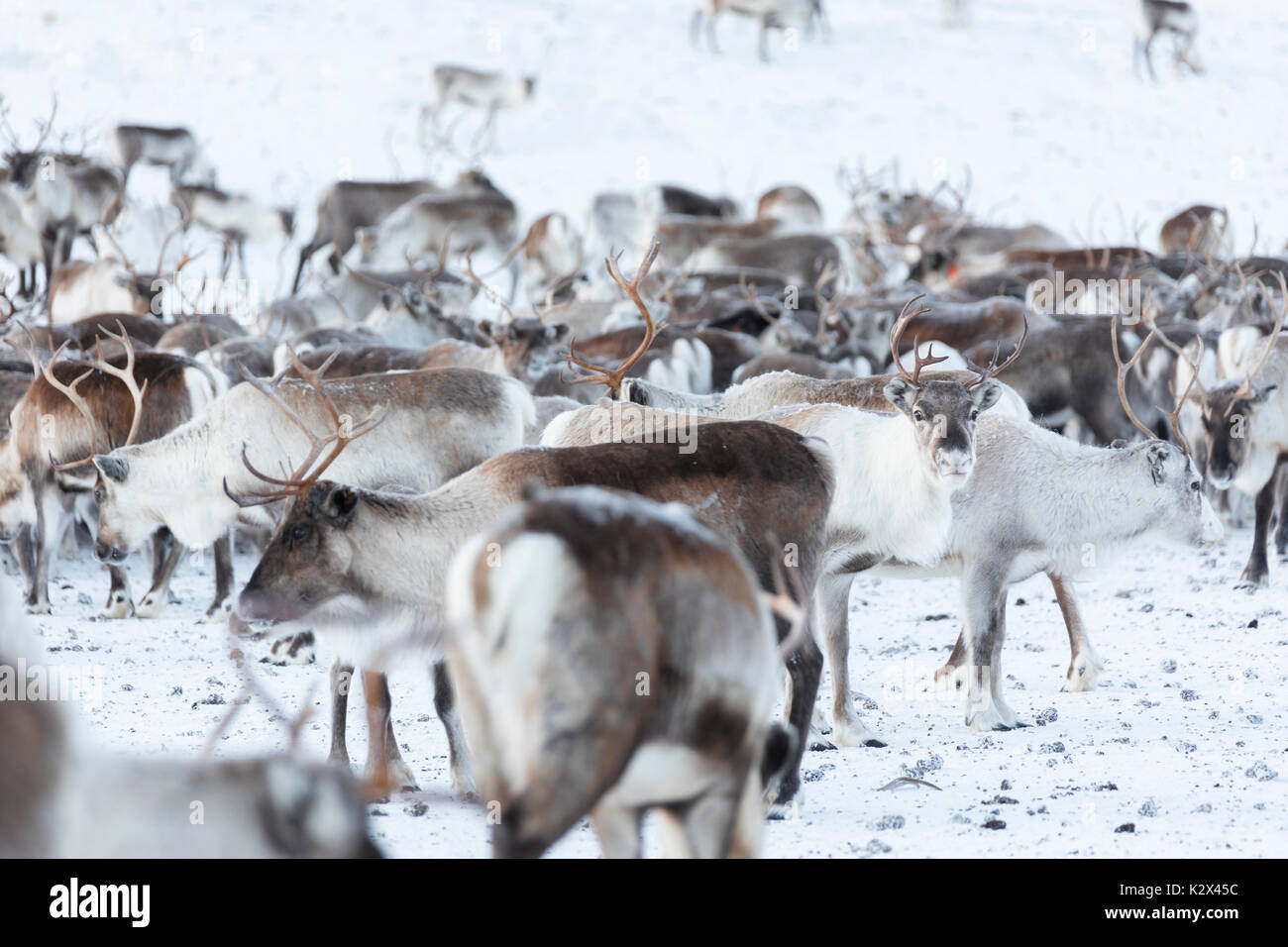 Herd of reindeer, Abisko, Kiruna Municipality, Norrbotten County, Lapland, Sweden Stock Photo